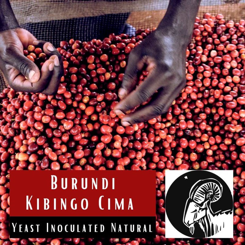 Burundi Kibingo Cima Yeast Inoculated Natural