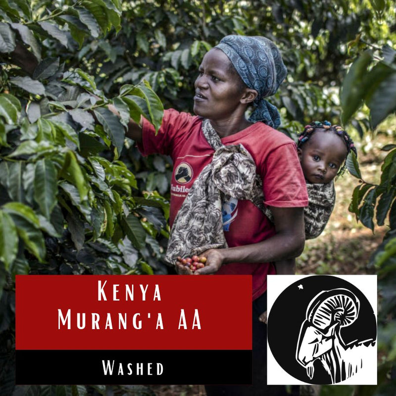 Kenya Murang'a AA