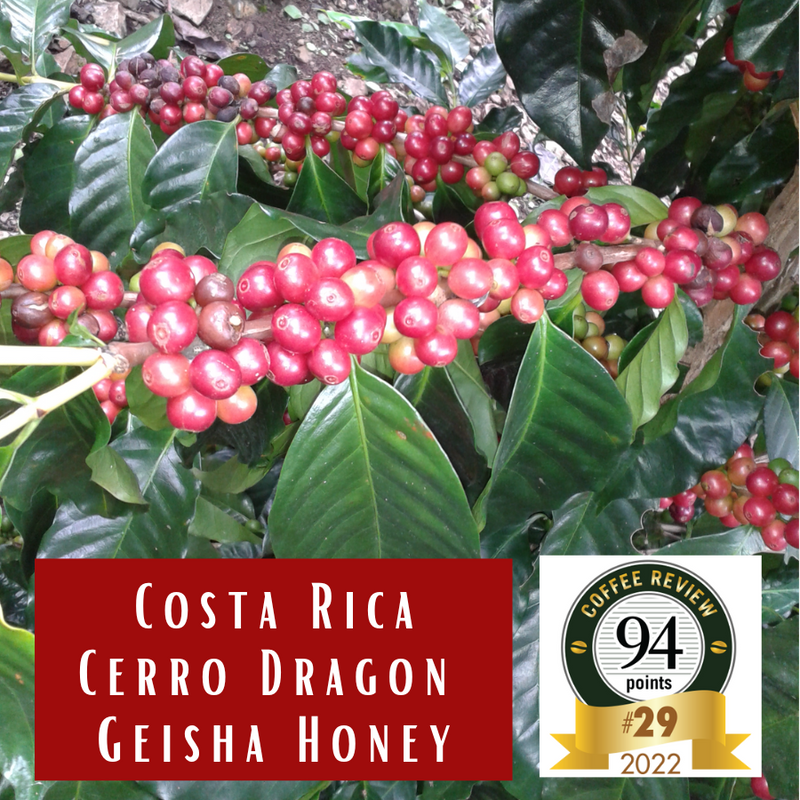 Costa Rica Cerro Dragon Geisha Honey